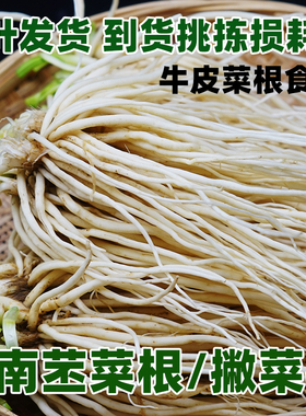 云南苤菜根现挖凉拌撇菜根新鲜嫩芽嫩根德宏大韭菜宽叶韭菜月子菜