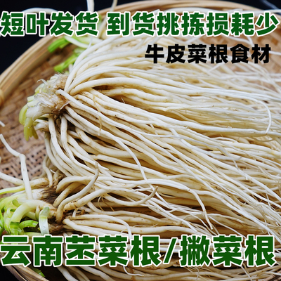 云南苤菜根现挖凉拌撇菜根新鲜嫩芽嫩根德宏大韭菜宽叶韭菜月子菜