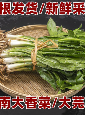 带根发货新鲜芫荽香菜刺芹