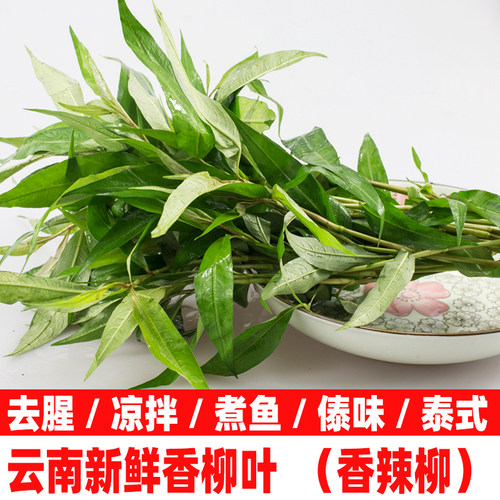 云南特产新鲜香柳叶傣味泰国调料