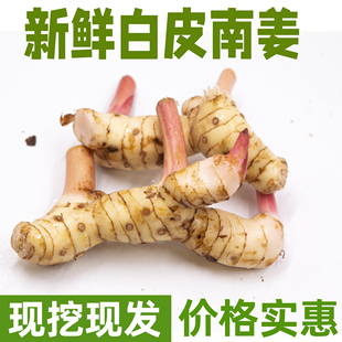 新鲜白皮南姜 高良姜 泰国餐厅冬阴功汤调味料香料高良姜泰国南姜