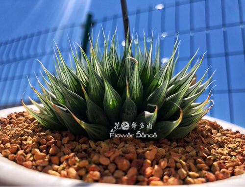 hyb伊莎贝拉杂交日本多肉植物