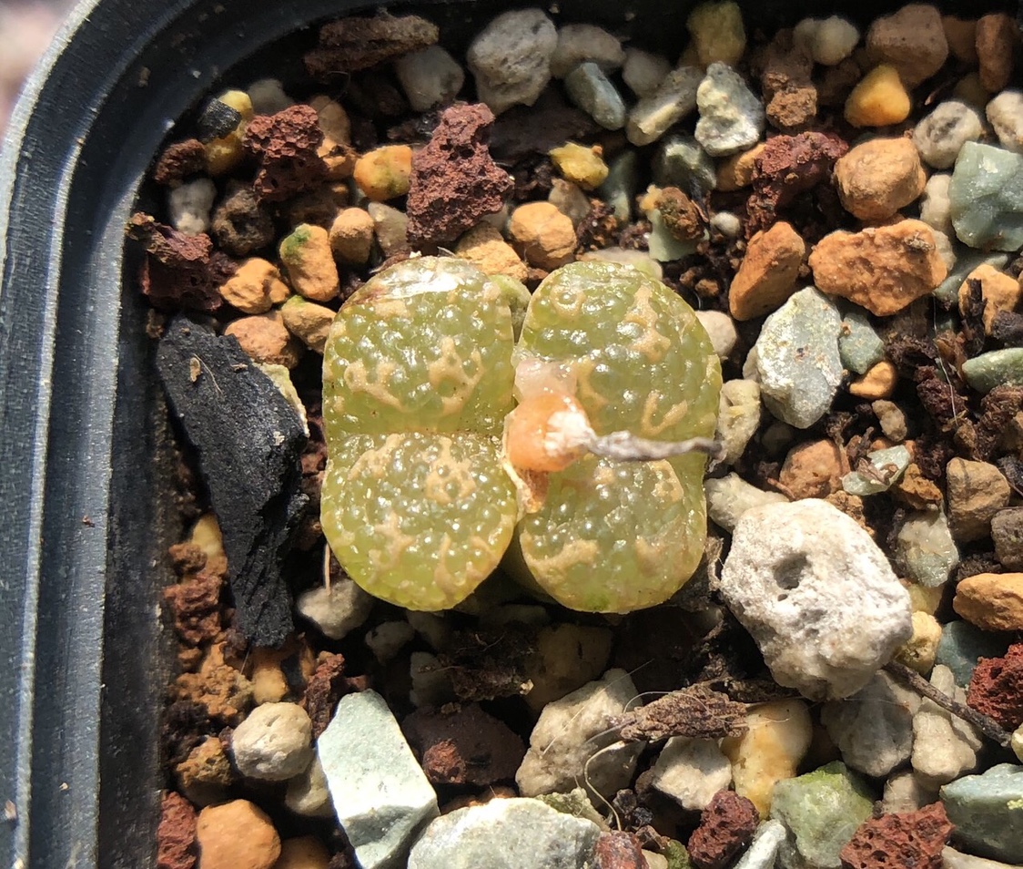 鱼子酱泡泡勋章肉锥番杏科日本进口多肉室内多肉