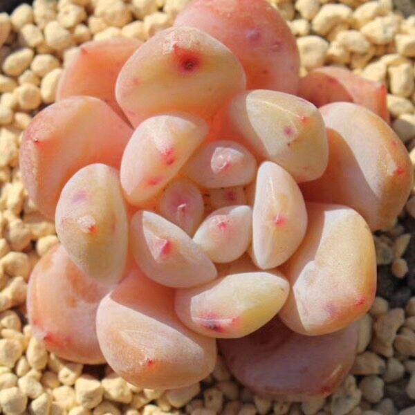 【花之舞】特白劳伦斯 日系多肉植物雪莲杂交室内花卉防辐射盆栽