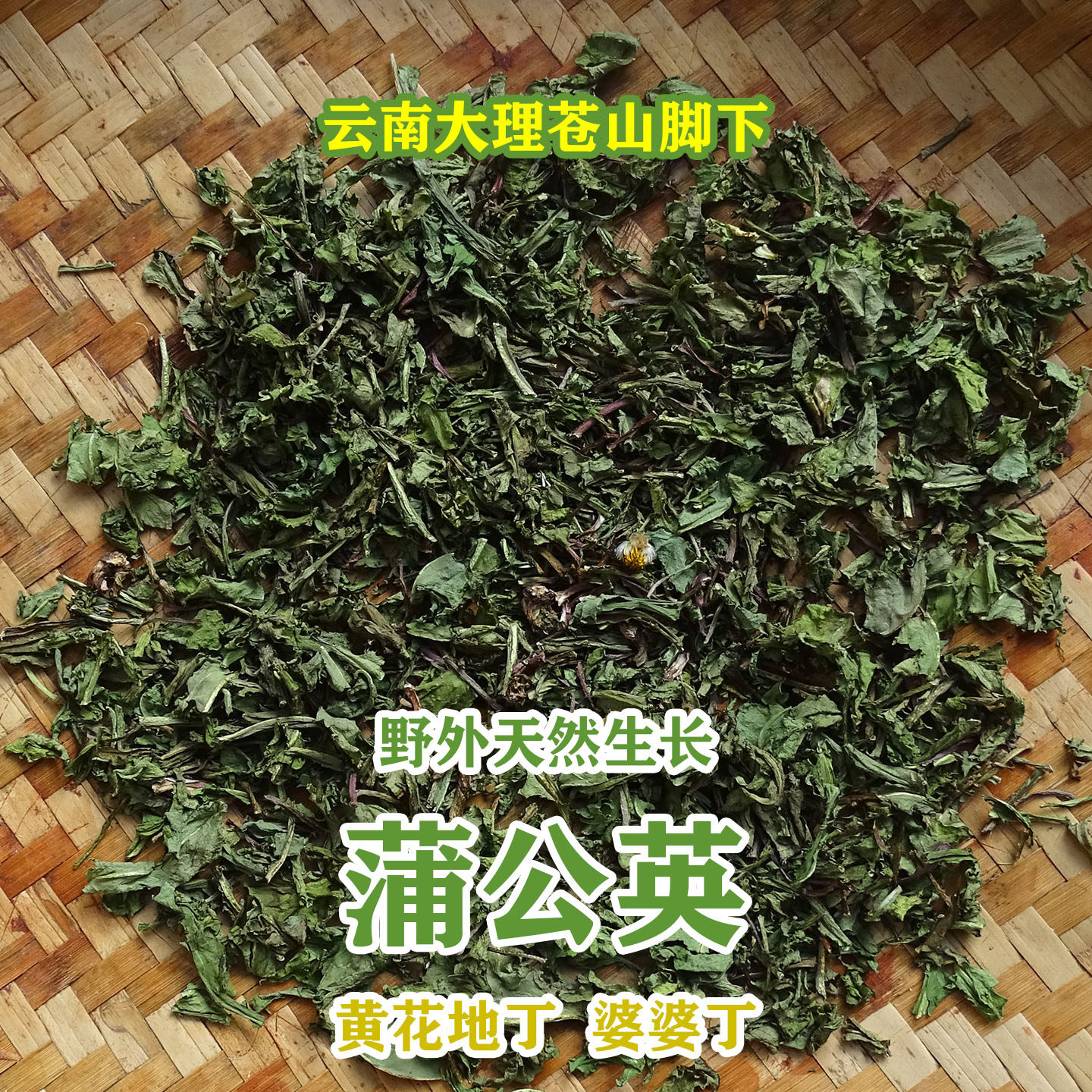 云南大理蒲公英茶黄花地丁婆婆丁野生天然中药材泡水养生新鲜干货