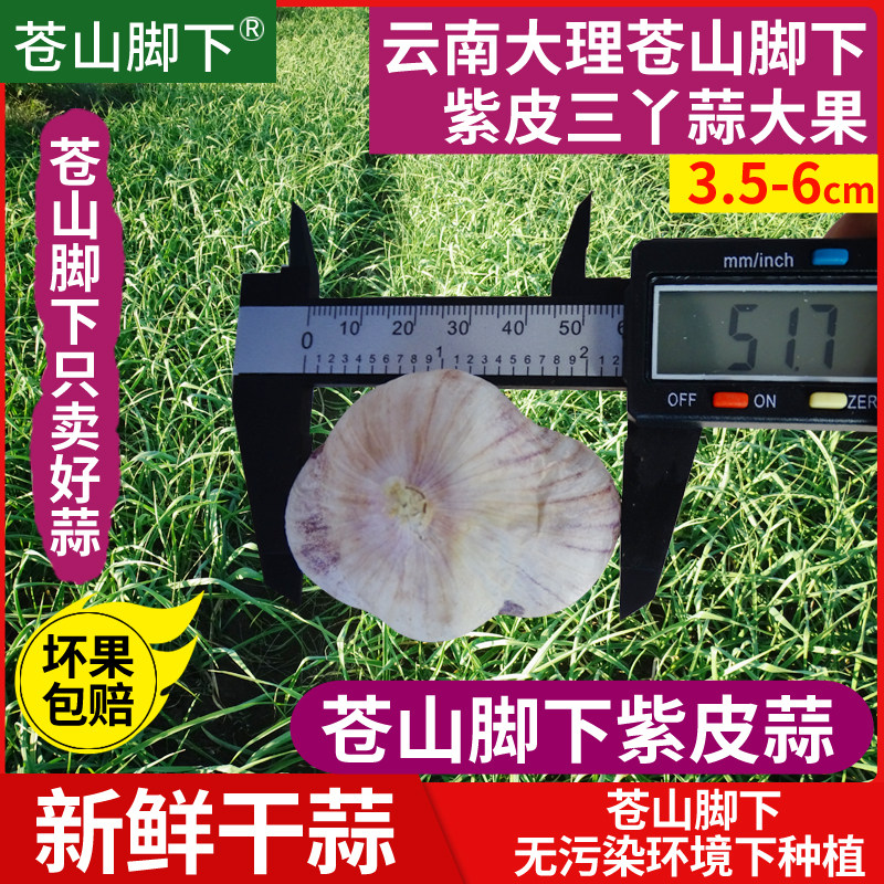 云南大理苍山脚下紫皮蒜紫皮三丫蒜紫皮三瓣蒜新鲜干蒜大蒜头红蒜