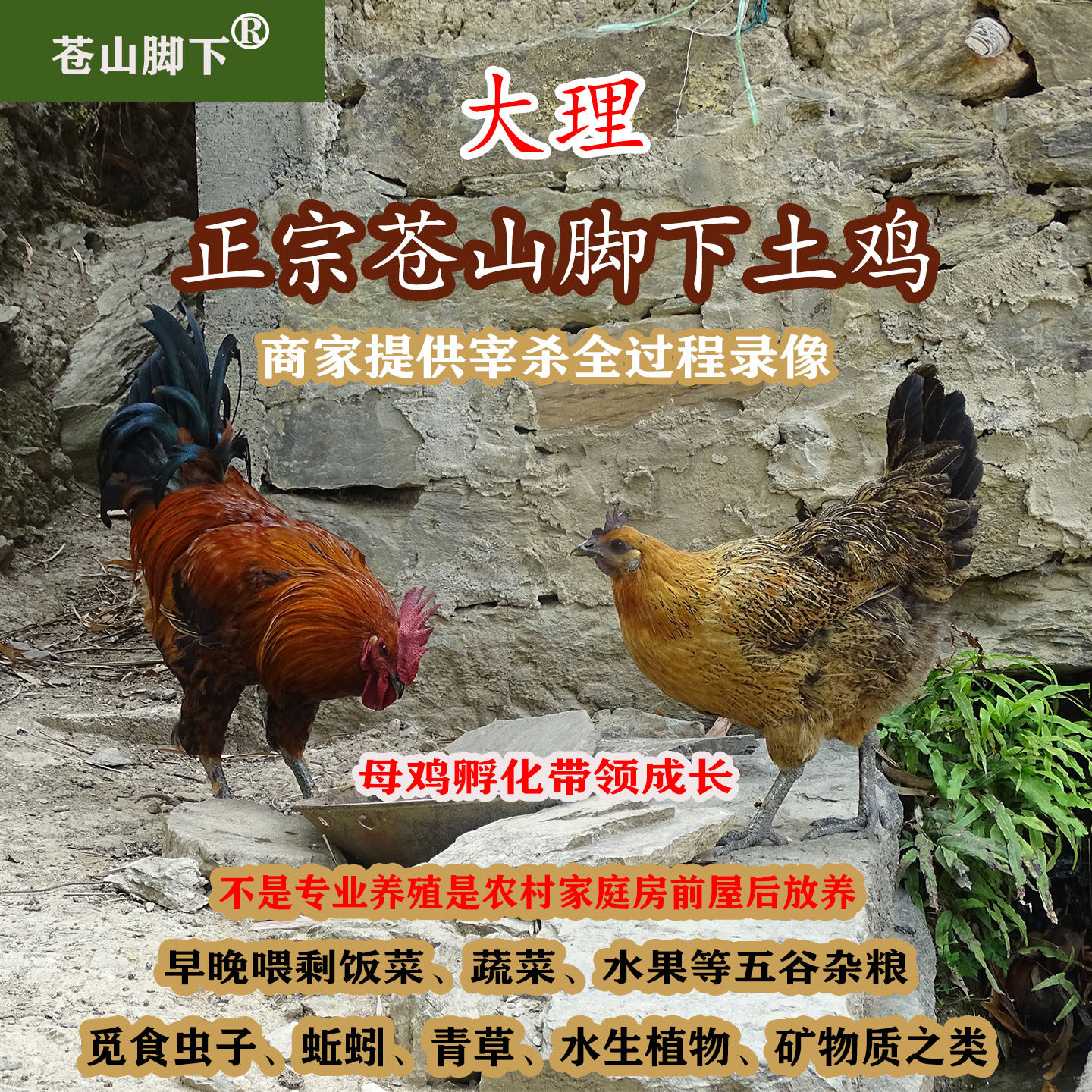 苍山脚下土鸡云南大理农村散养黑肉鸡乌骨鸡公鸡老母鸡月子鸡