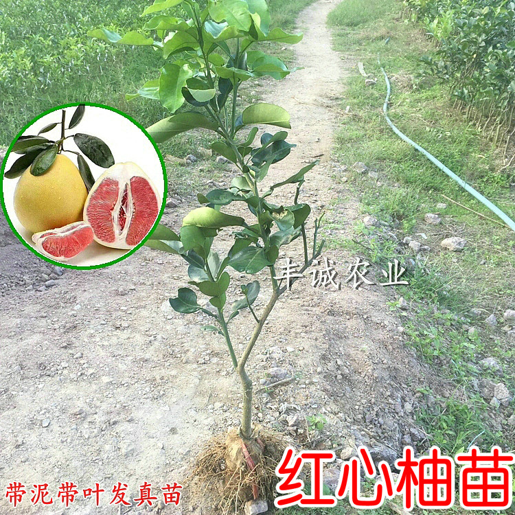 红心柚苗 大柚子树苗 3年大苗沙田柚树苗 大红肉蜜柚苗三红蜜柚苗