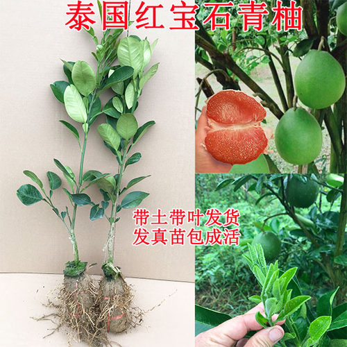 泰国红宝石越南四季青柚苗