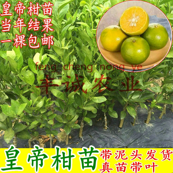 皇帝柑树苗 贡柑果苗 正宗德庆