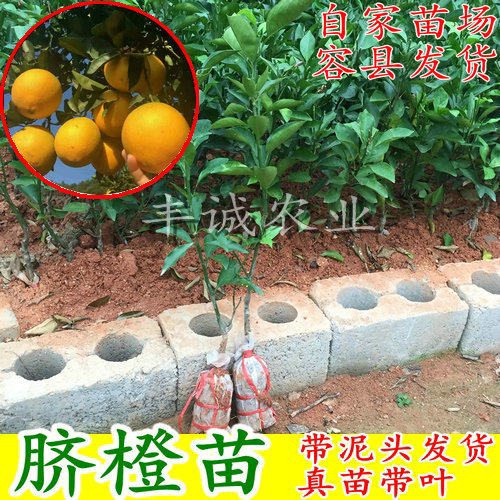 脐橙苗 橙子苗 脐橙果树苗 嫁接纽荷尔脐橙苗卡拉红肉血橙苗