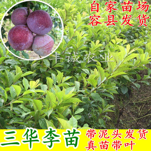 树苗钱排三华李银妃早熟