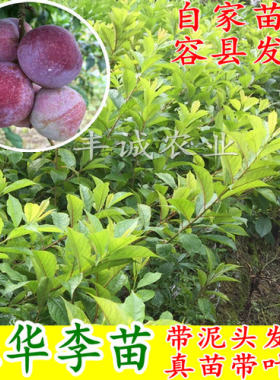 树苗钱排三华李银妃早熟