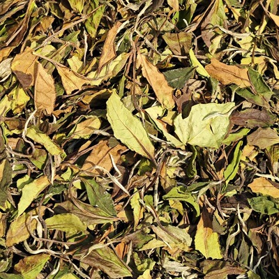 2025年福鼎白茶寿眉茶果香清甜甘甜润滑高山白茶茶叶伴手礼白茶