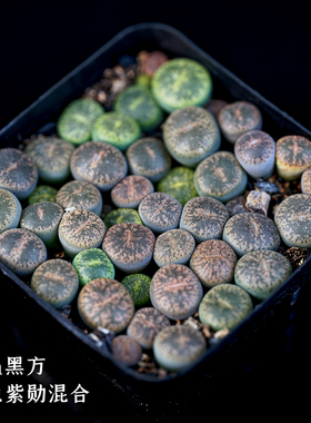 光语石 彩色生石花整盆 南非FDP混合生石花新手套餐多肉屁屁PP花