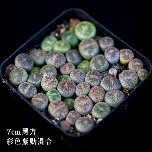 光语石彩色生石花整盆新手套餐