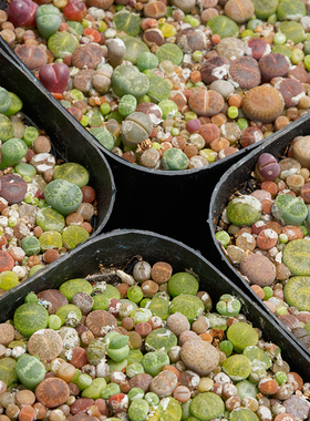 彩色生石花爆盆多彩超多数品种量包邮紫勋富贵花纹福来寿丽红大内