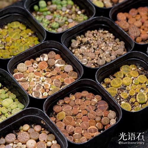 彩色整盒品种光语石生石花