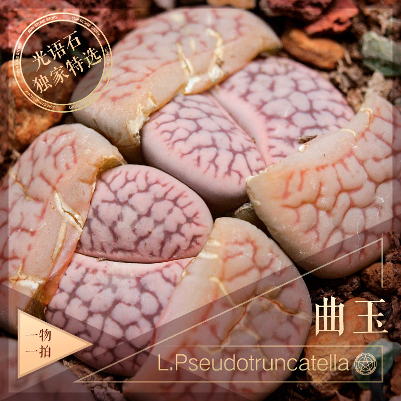 曲玉母本一物一拍 瑞光玉白蜡石红曲白曲粉曲绿曲 岛田dt生石花