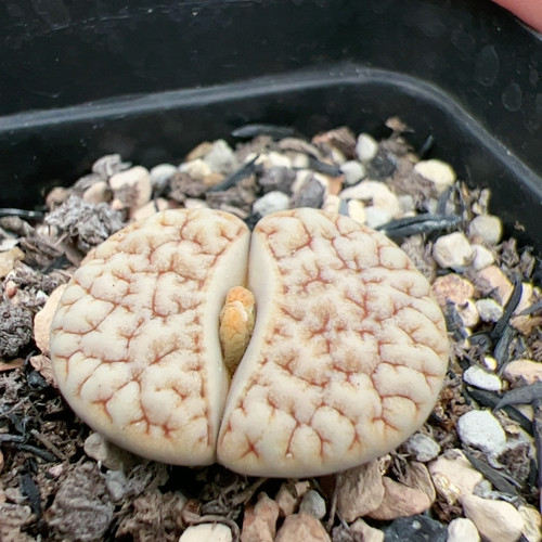 睫毛脑花c189 2.3cm 拿铁化