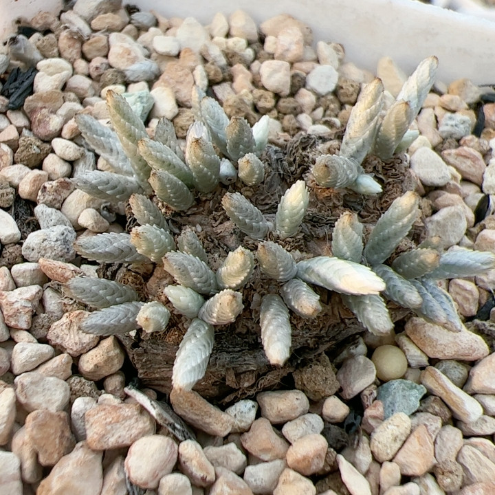 韧锦 2.9cm,鲜花速递/花卉仿真/绿植园艺,多肉植物,淘宝优惠券,粉丝福利购,淘宝优惠卷