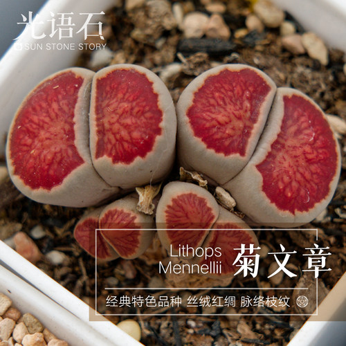 光语石红窗菊生石花菊纹章