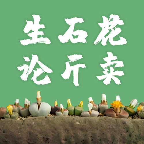 彩色混合生石花直播间多肉