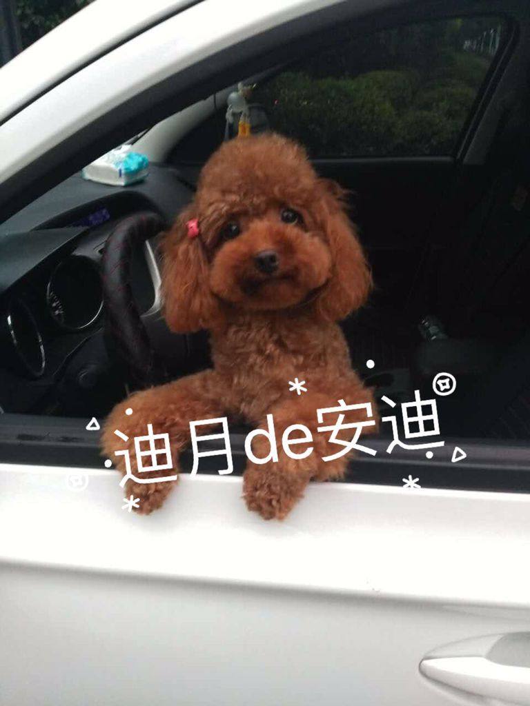 迪月-上海家养宠物玩具红泰迪狗狗借配 配种