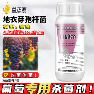 白腐净地衣芽孢杆菌葡萄灰穗轴褐枯病专用药微生物菌剂杀菌剂