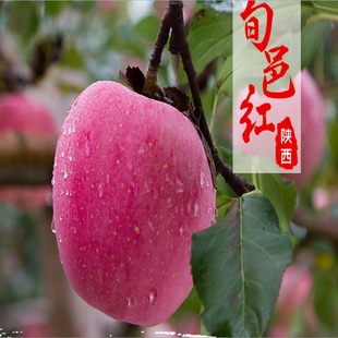 9斤2025鲜果现摘红苹果红冰糖心苹果 陕西旬邑红富士苹果5