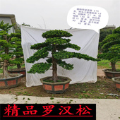 精品罗汉松树苗盆景老桩造型盆栽绿花卉植物办公室内客厅庭院好养