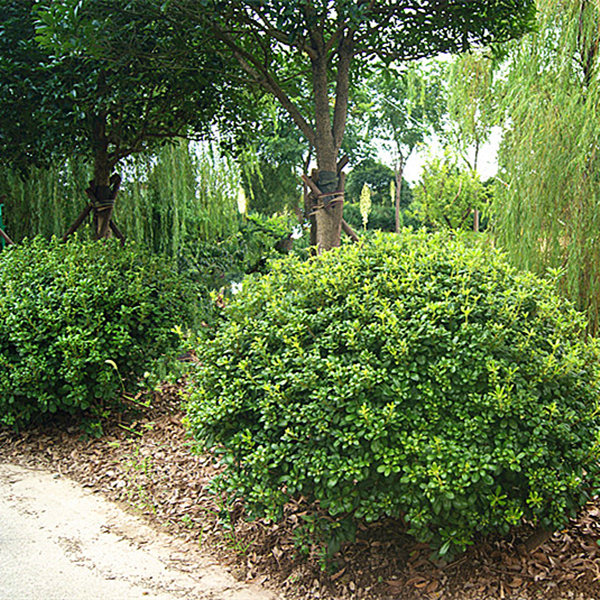 海桐苗 海桐树苗 海桐球庭院园林绿篱笆植物围墙四季常青气味芳香