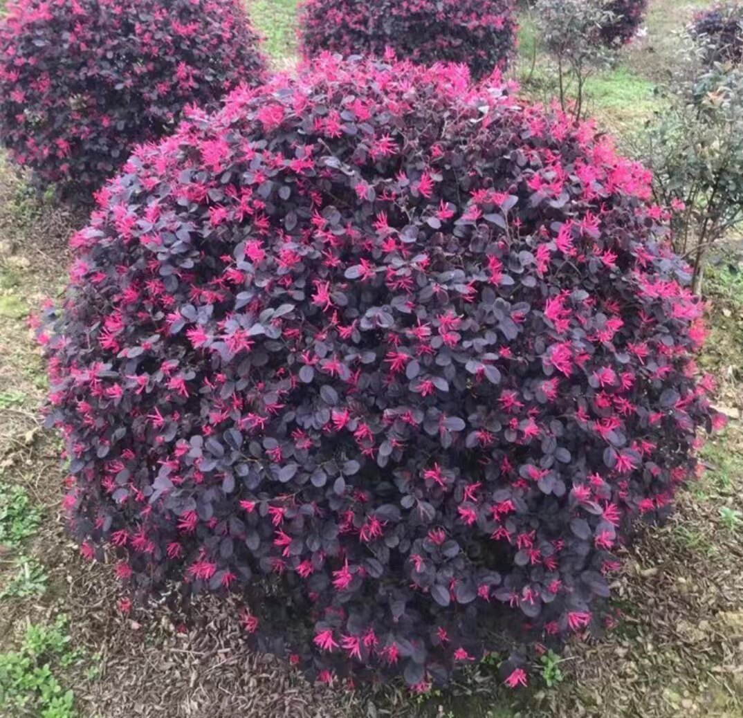 红花继木 .继木球. 檵木苗 绿篱色块继木小苗