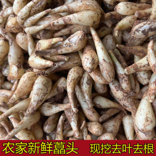 湖南新鲜藠头5斤去叶去须荞头叫头教头农家现挖新鲜时令蔬菜