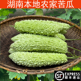湖南本地白苦瓜农家自种新鲜老品苦瓜应农家应季蔬小菜园顺丰包邮