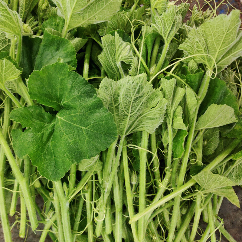 新鲜南瓜藤现采南瓜叶南瓜尖当季蔬菜时令菜南瓜芽露天种植顺丰