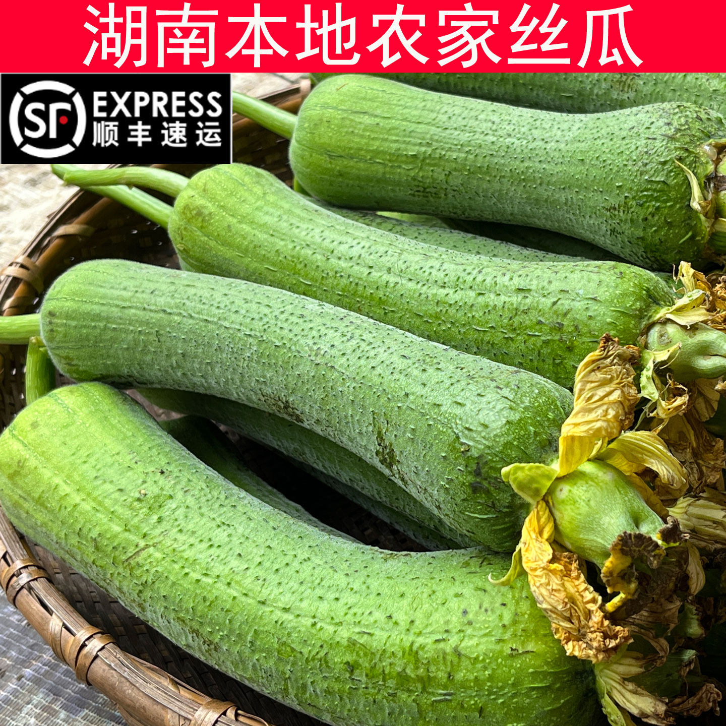 顺丰湖南农家自种新鲜嫩丝瓜老品种丝瓜现摘肉丝瓜孕妇下奶时令菜