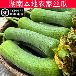 顺丰湖南农家自种新鲜嫩丝瓜老品种丝瓜现摘肉丝瓜孕妇下奶时令菜
