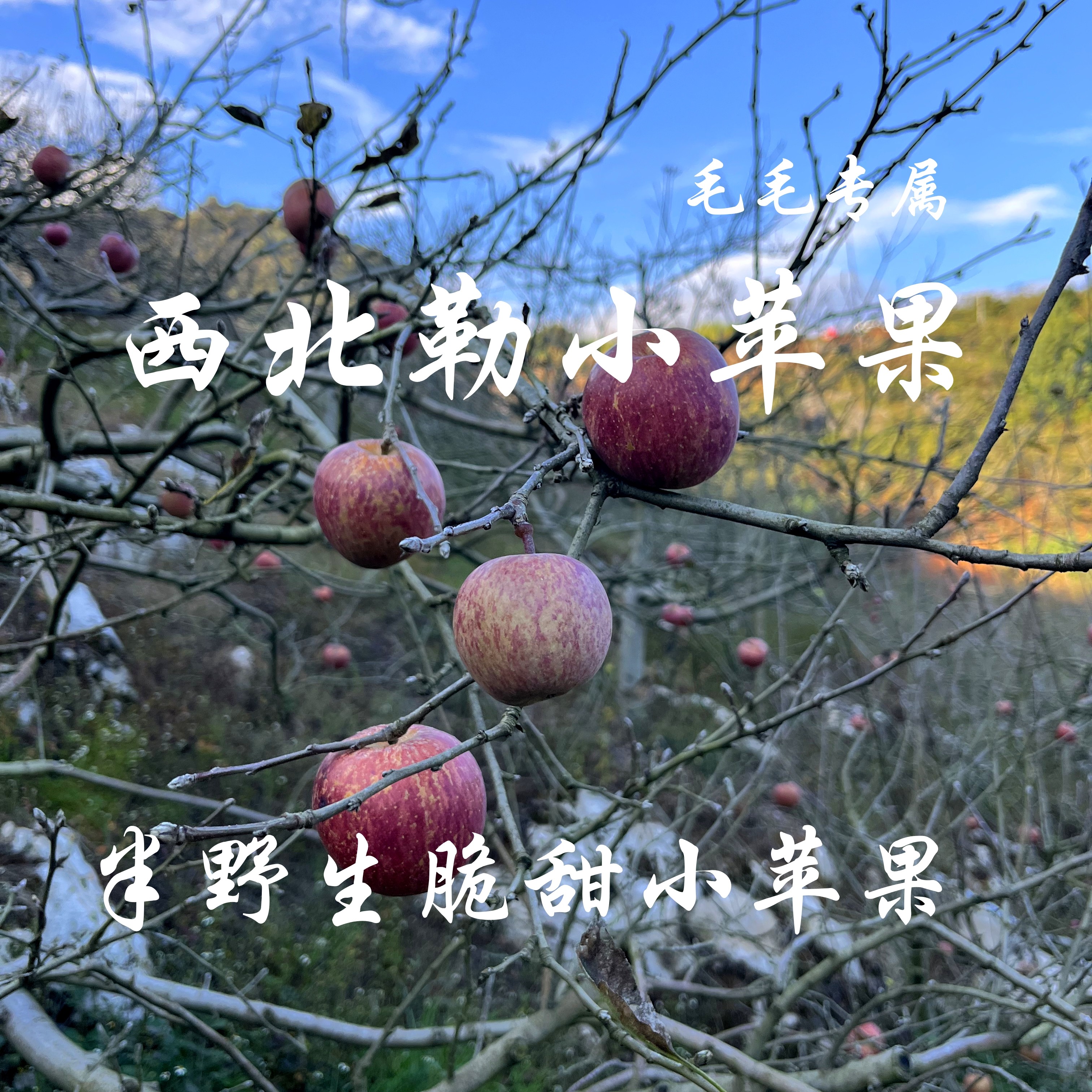 【西北勒小苹果】云南高山脆甜苹果农家自种半野生长不大的苹果