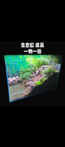 生态龟缸成品定制一物一拍 水陆缸造景定制小溪流水原生缸 材料包