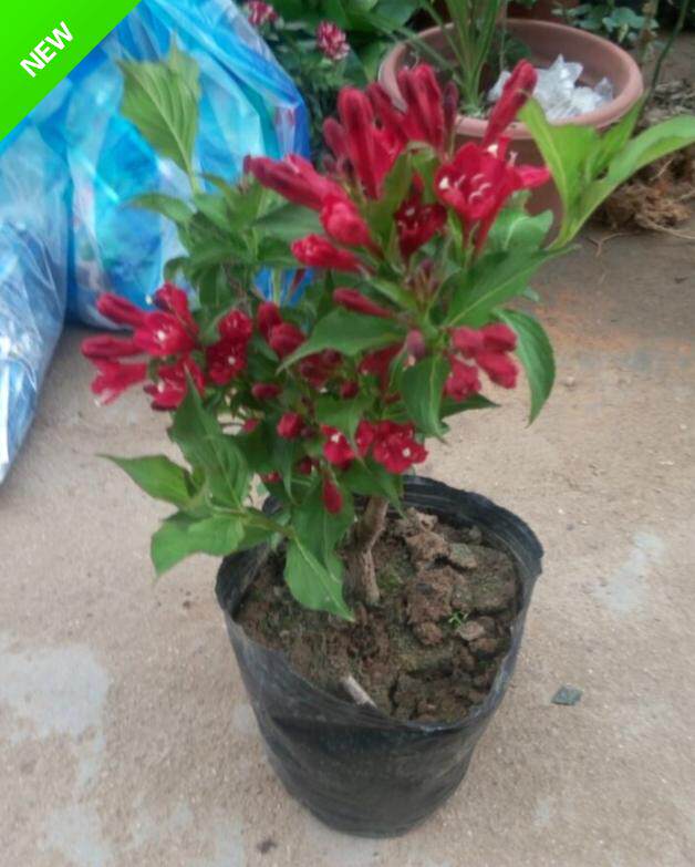 庭院绿植花卉红王子锦带花苗盆栽苗绿化苗木植物工程用苗迎春包邮