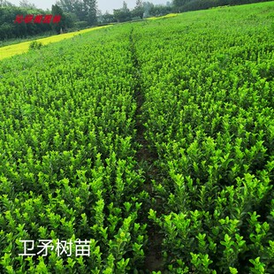 冬青树苗卫矛球水蜡树苗 黄杨金叶小叶女贞 连翘庭院围墙耐寒绿篱