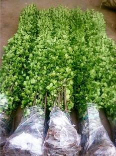 卫矛苗冬青苗北海道黄杨瓜子黄杨大叶黄杨耐寒绿篱苗木绿化卫矛球