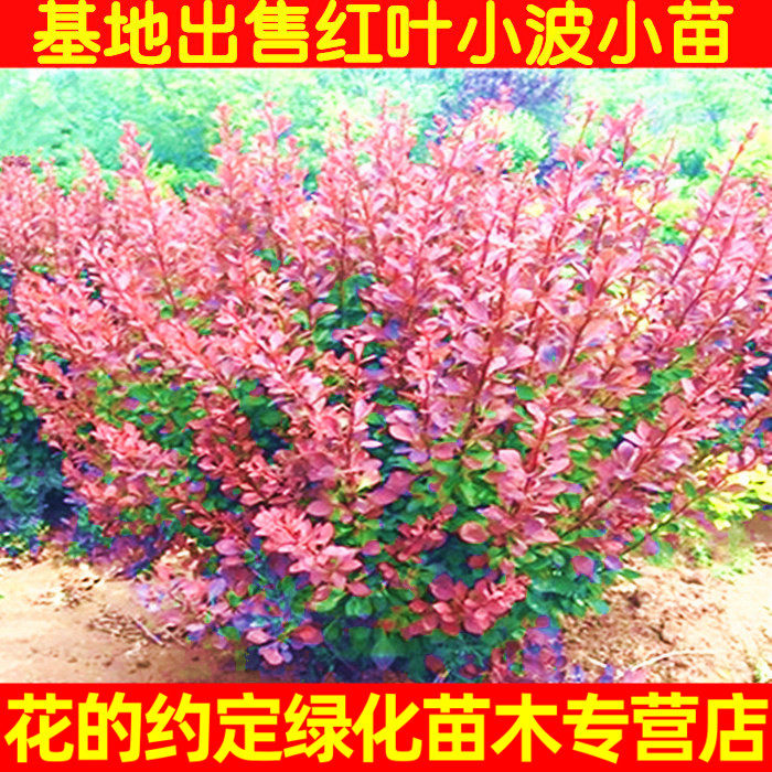 直销绿化苗木红叶女贞苗红叶小波苗 红叶小檗苗 盆景树桩绿篱色块