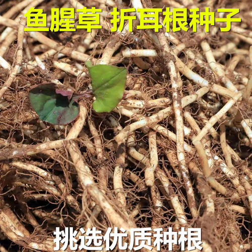 带泥鱼腥草种子盆栽成活率高