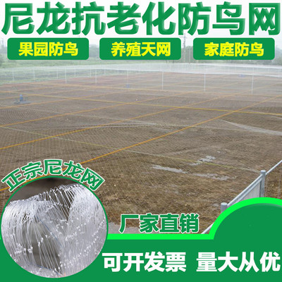 尼龙防鸟网大棚果树樱桃葡萄