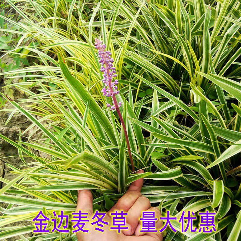 金边麦冬苗玉龙草矮麦冬草花地被植物玉簪金娃娃鸢尾花苗庭院绿化