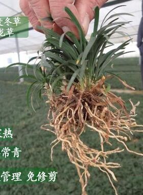 日本矮麦冬草玉龙草耐寒耐践踏庭院园林绿化草坪植物矮生麦冬草苗