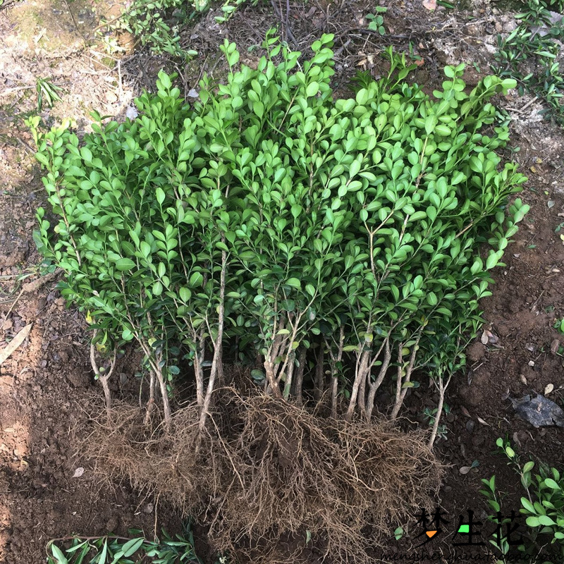 小叶黄杨树苗独杆黄杨苗 盆栽瓜子黄杨苗 高杆黄杨盆景树桩素材苗