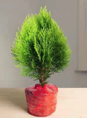 黄金柏 洒金柏 四季长青墓地松侧柏苗 塔柏龙柏 松柏庭院绿化苗木